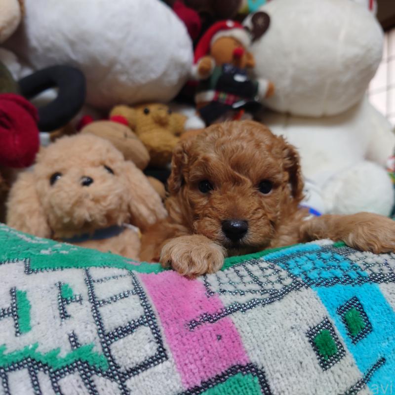 販売中の福岡県のトイプードル-429688の2枚目