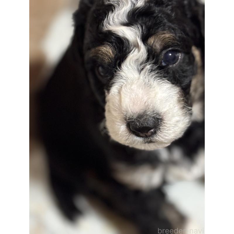 販売中の熊本県のバーニードゥードル:バーニーズ×スタンダードプードル-429689の2枚目