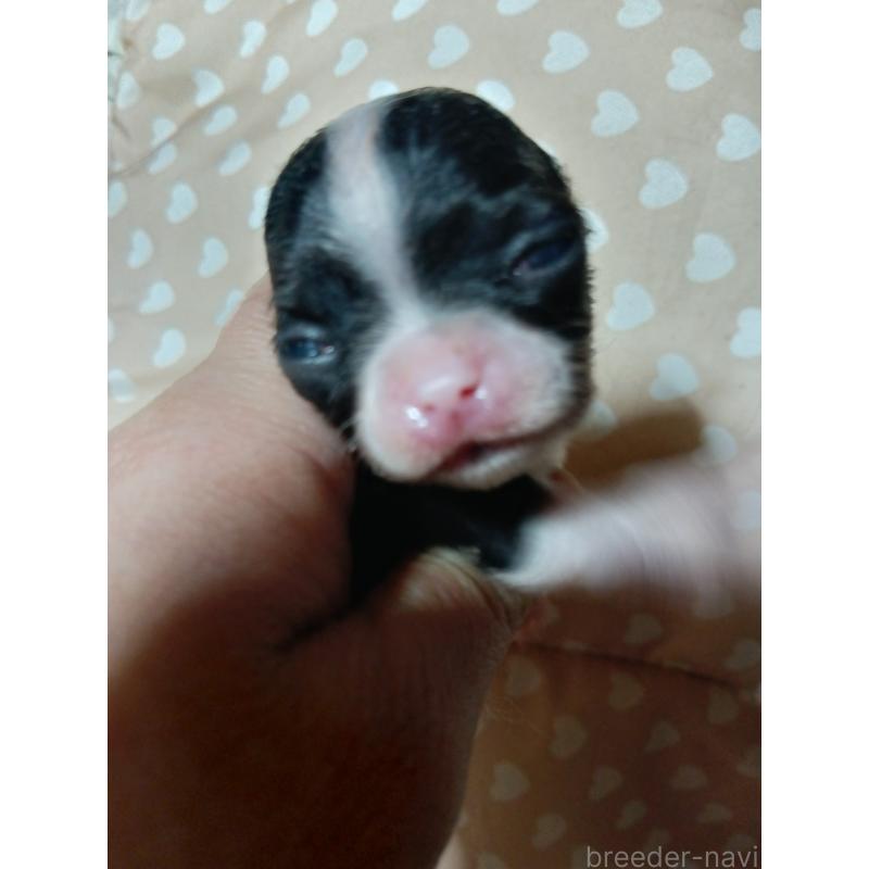 販売中の千葉県のチワワ(スムースコート)-429690の8枚目