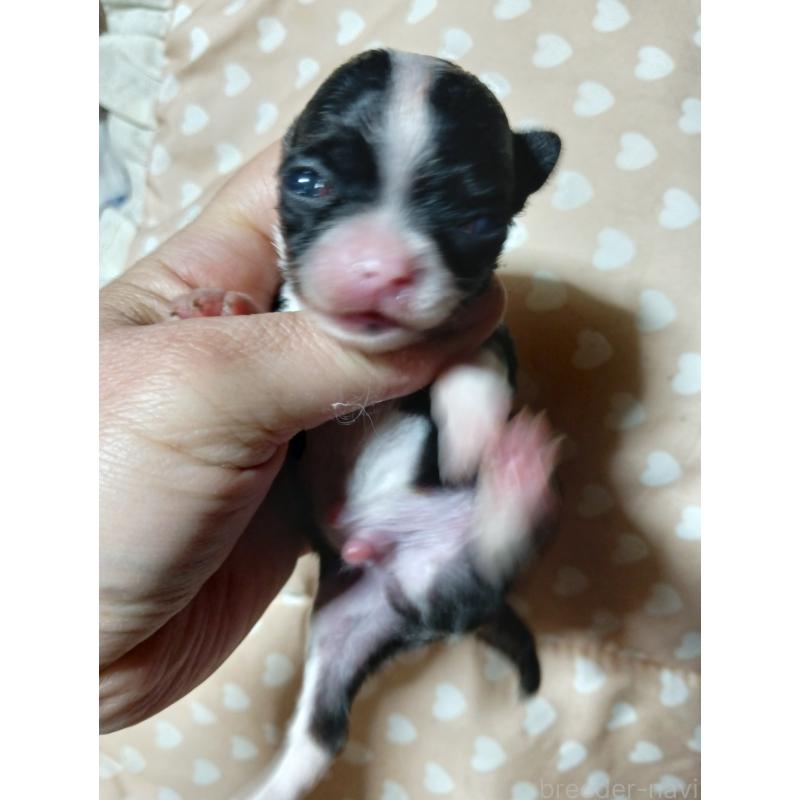 販売中の千葉県のチワワ(スムースコート)-429690の7枚目