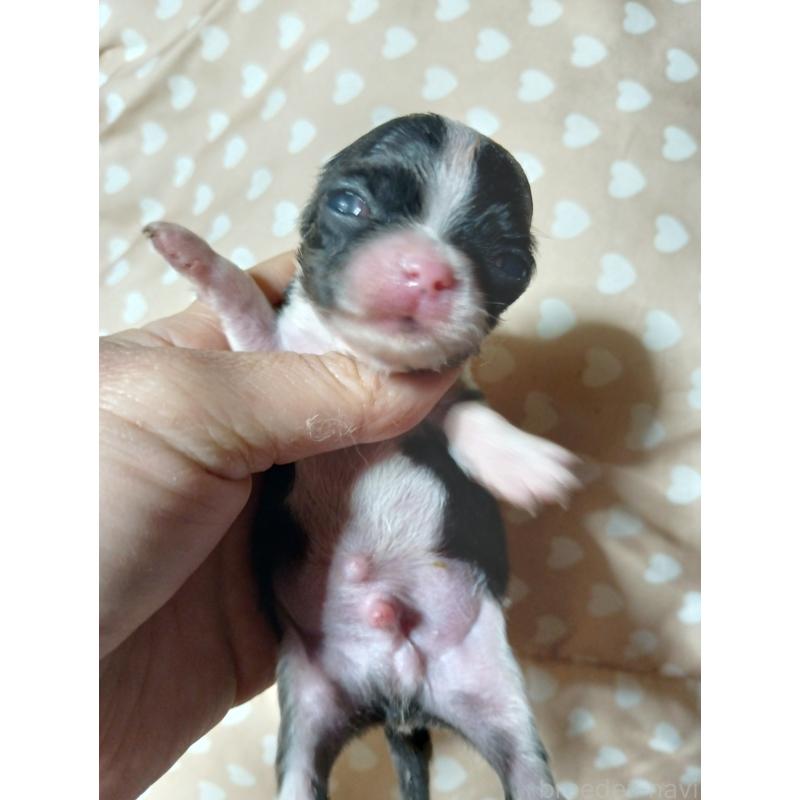 販売中の千葉県のチワワ(スムースコート)-429690の6枚目