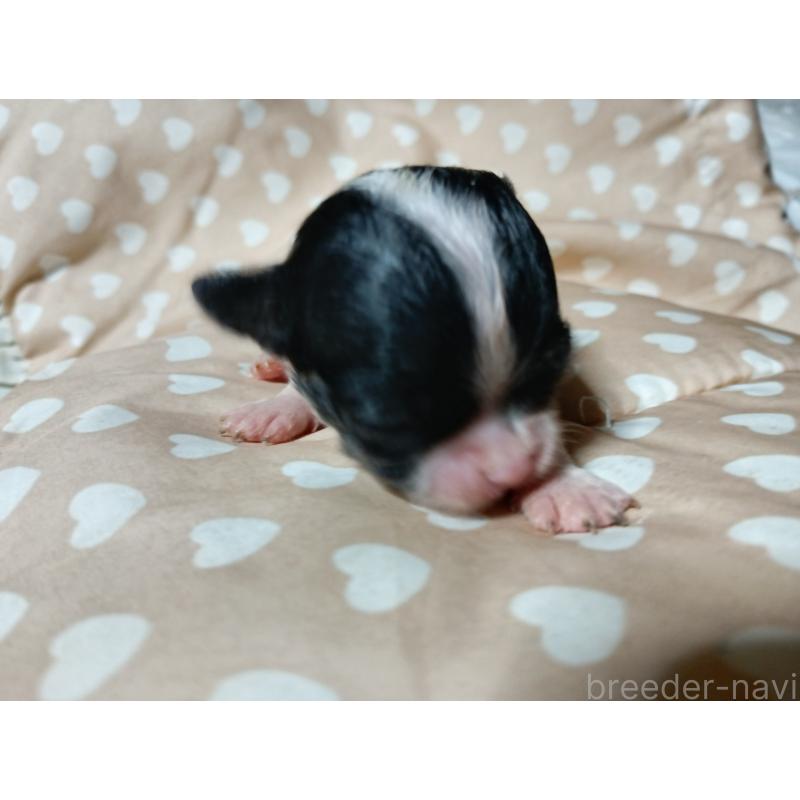 販売中の千葉県のチワワ(スムースコート)-429690の4枚目