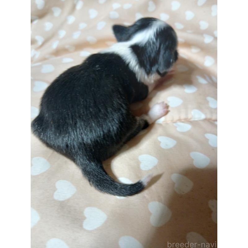 販売中の千葉県のチワワ(スムースコート)-429690の3枚目