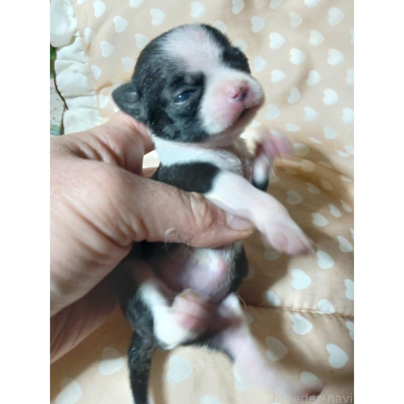 販売中の千葉県のチワワ(スムースコート)-429692の12枚目