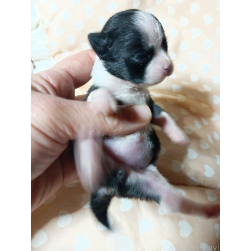 販売中の千葉県のチワワ(スムースコート)-429692の11枚目