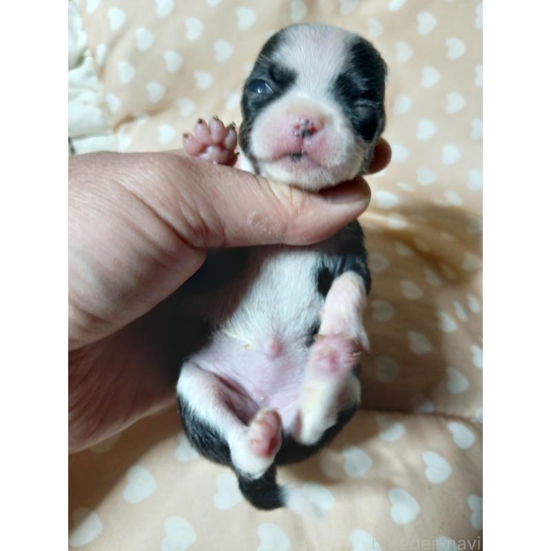 販売中の千葉県のチワワ(スムースコート)-429692の10枚目