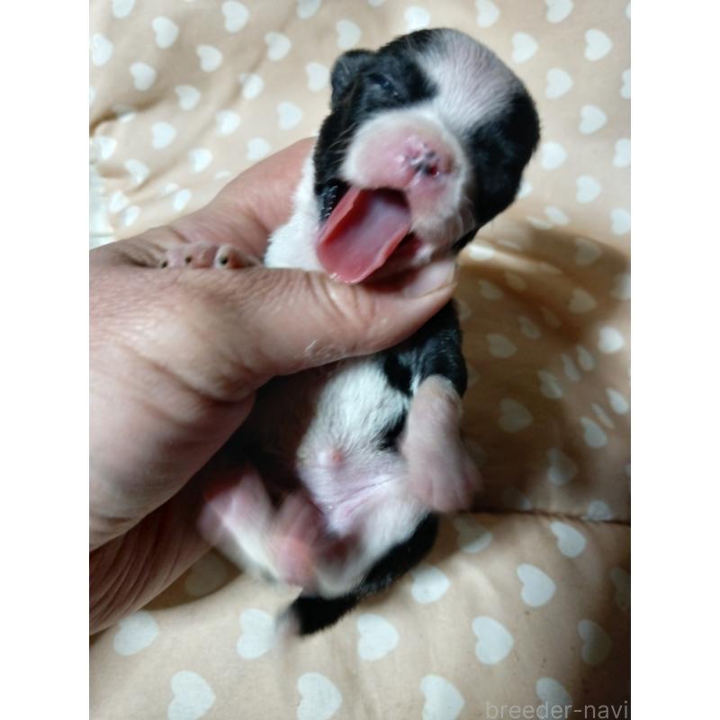 販売中の千葉県のチワワ(スムースコート)-429692の9枚目