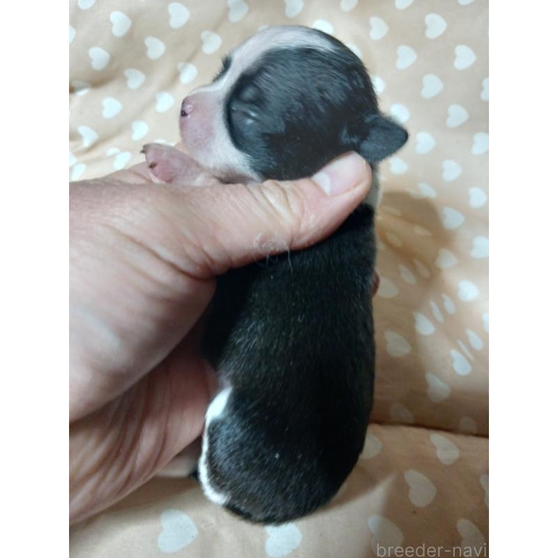 販売中の千葉県のチワワ(スムースコート)-429692の7枚目