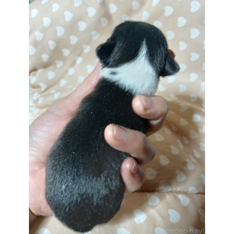 販売中の千葉県のチワワ(スムースコート)-429692の6枚目