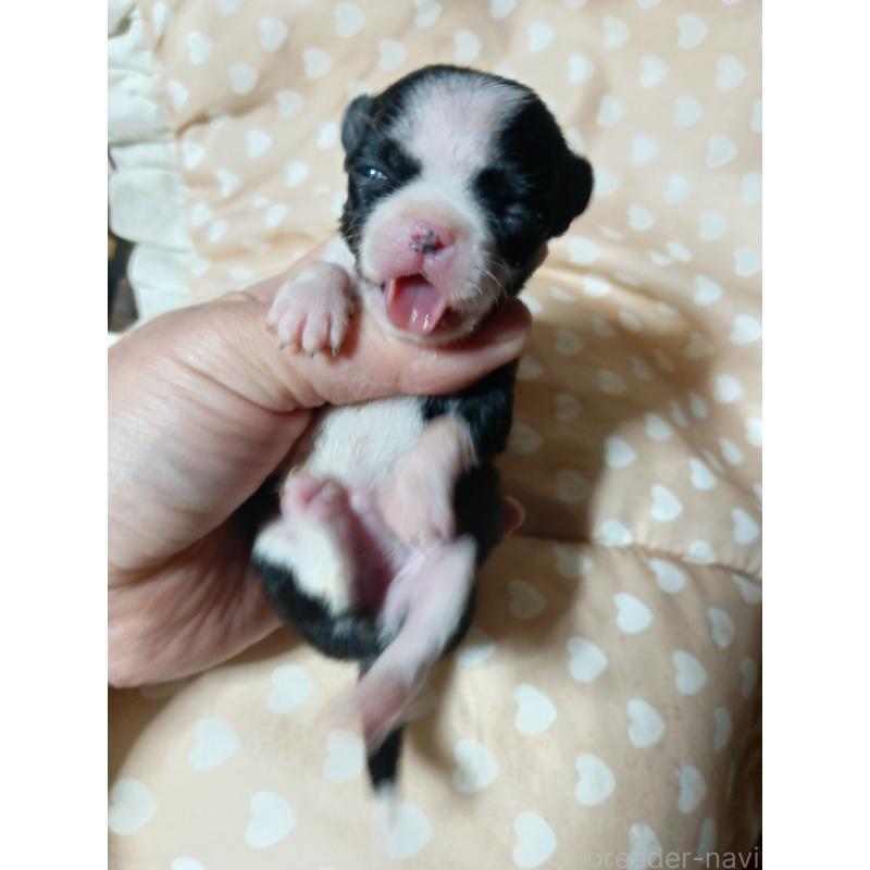 販売中の千葉県のチワワ(スムースコート)-429692の5枚目