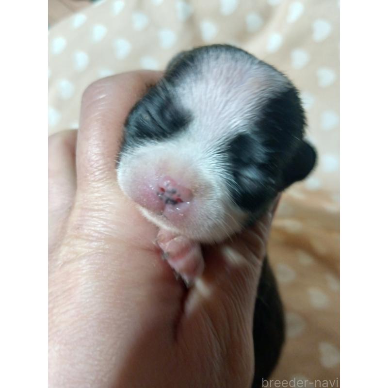 販売中の千葉県のチワワ(スムースコート)-429692の4枚目