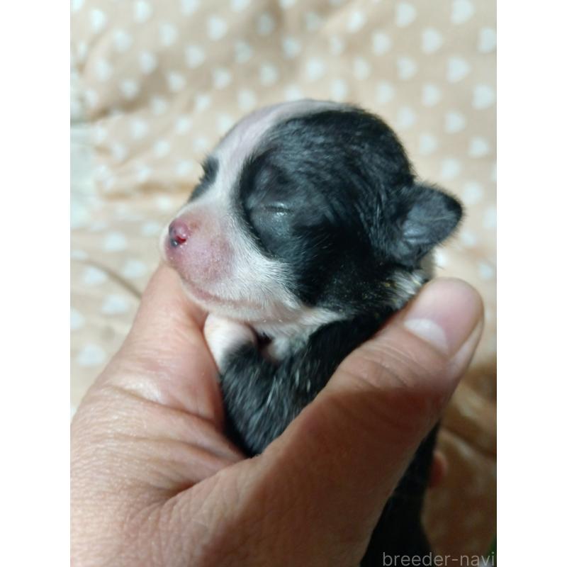 販売中の千葉県のチワワ(スムースコート)-429692の2枚目