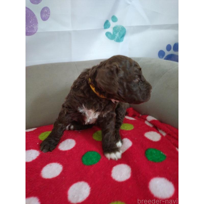 販売中の東京都のポーチュギーズウォータードッグ-429089の6枚目