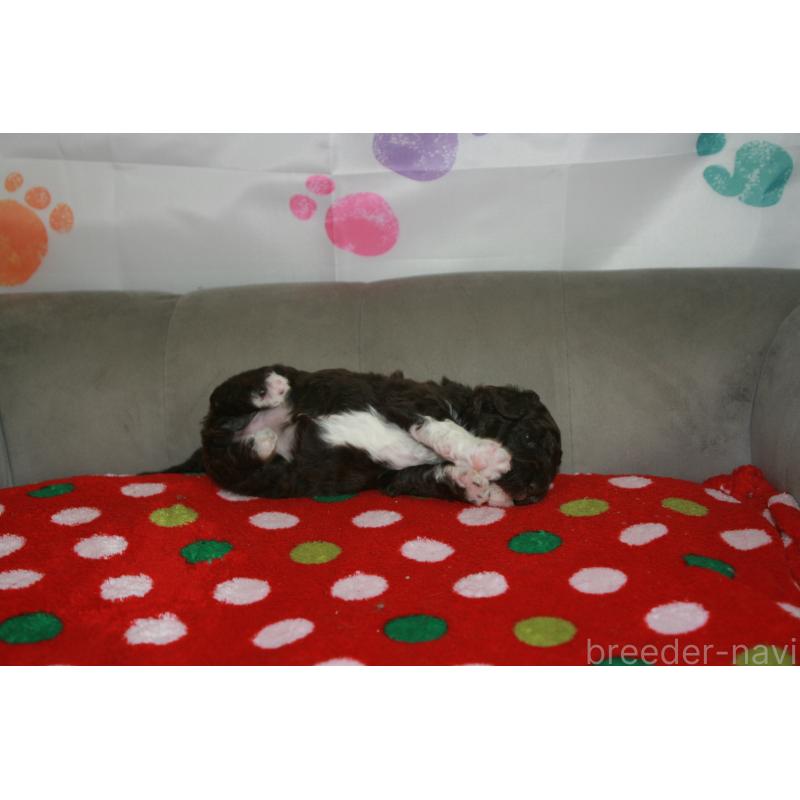 成約済の東京都のポーチュギーズウォータードッグ-429097の10枚目