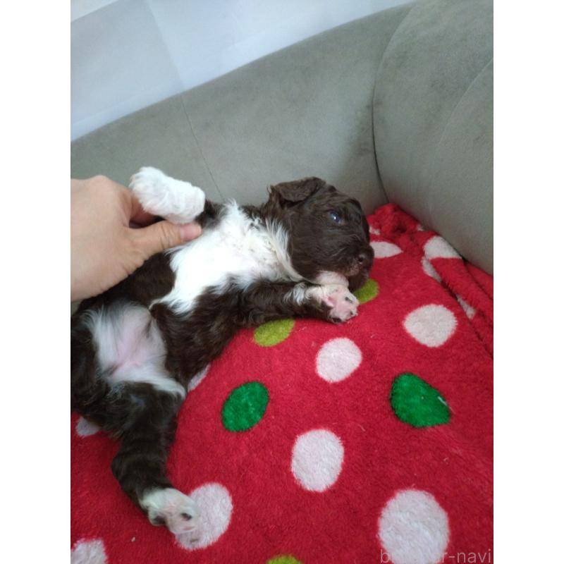 成約済の東京都のポーチュギーズウォータードッグ-429097の8枚目