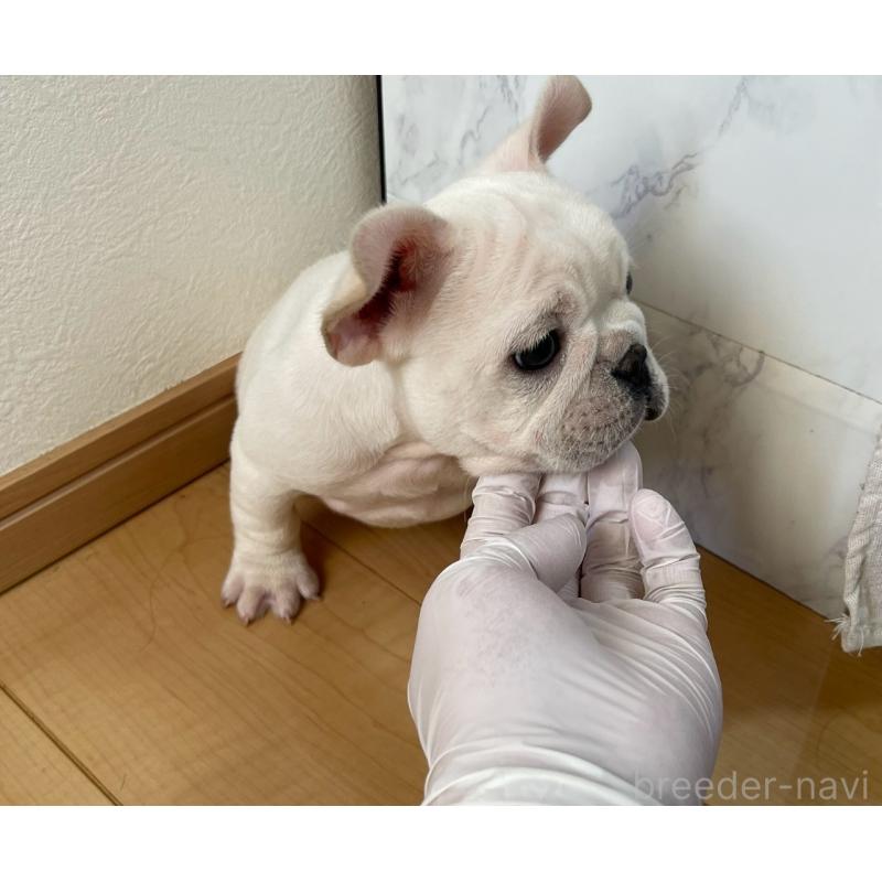 販売中の茨城県のフレンチブルドッグ-419535の7枚目