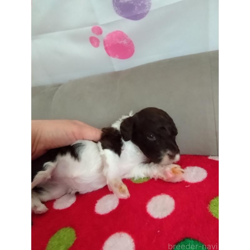 販売中の東京都のポーチュギーズウォータードッグ-429088の8枚目