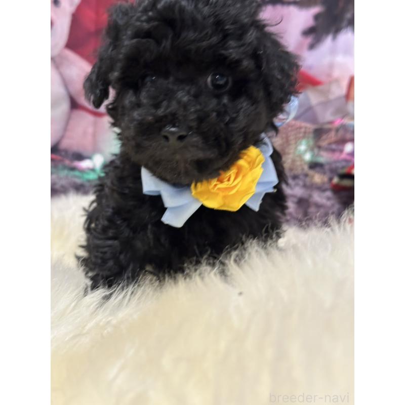 販売中の広島県のタイニープードル-429693の9枚目