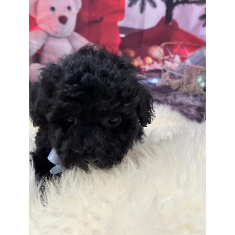 販売中の広島県のタイニープードル-429693の7枚目