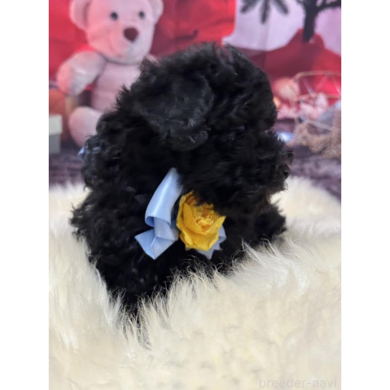 販売中の広島県のタイニープードル-429693の6枚目