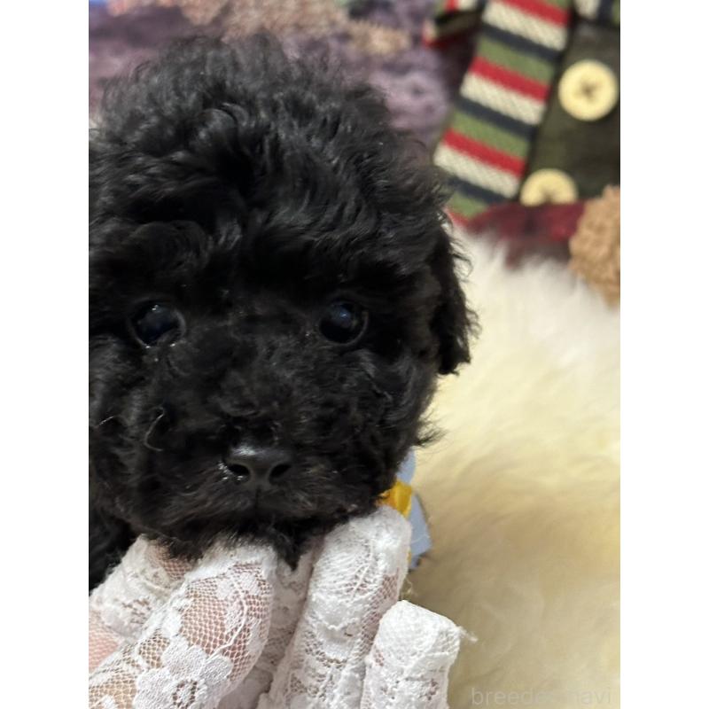 販売中の広島県のタイニープードル-429693の5枚目