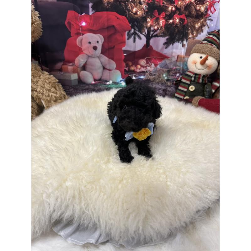 販売中の広島県のタイニープードル-429693の4枚目