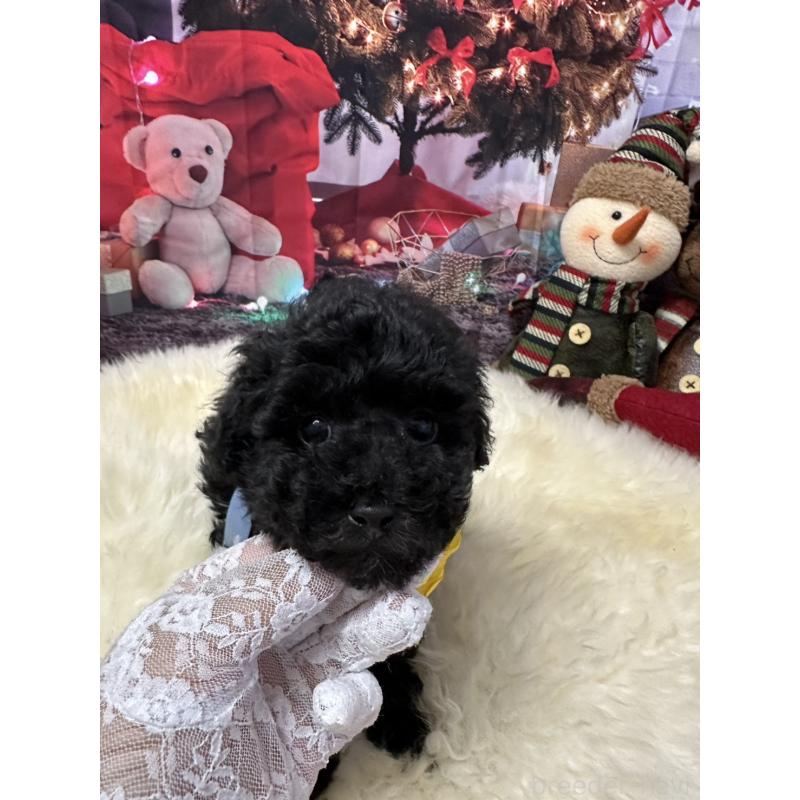 販売中の広島県のタイニープードル-429693の3枚目