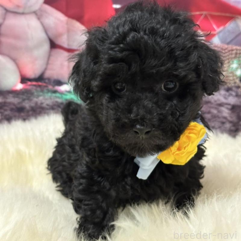 販売中の広島県のタイニープードル-429693の2枚目