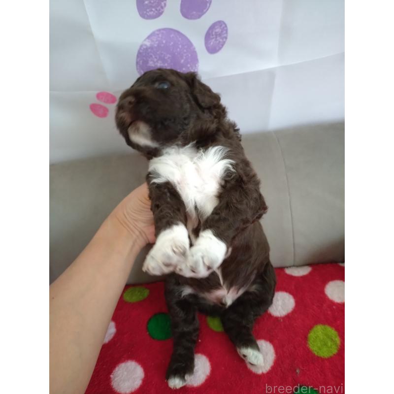 販売中の東京都のポーチュギーズウォータードッグ-429084の7枚目