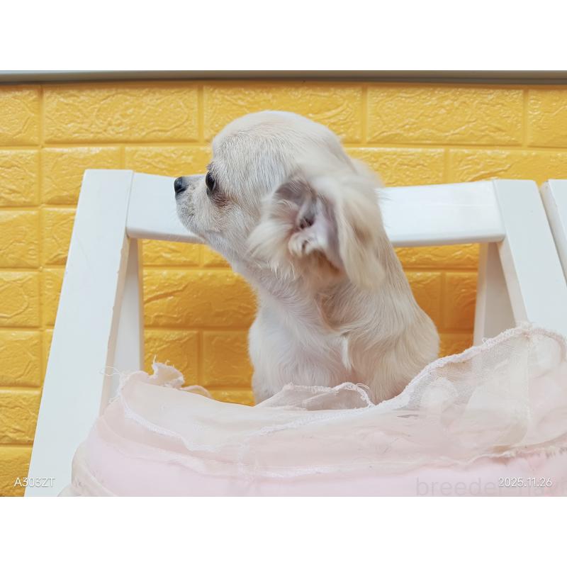 販売中の千葉県のチワワ(ロングコート)-417285の13枚目