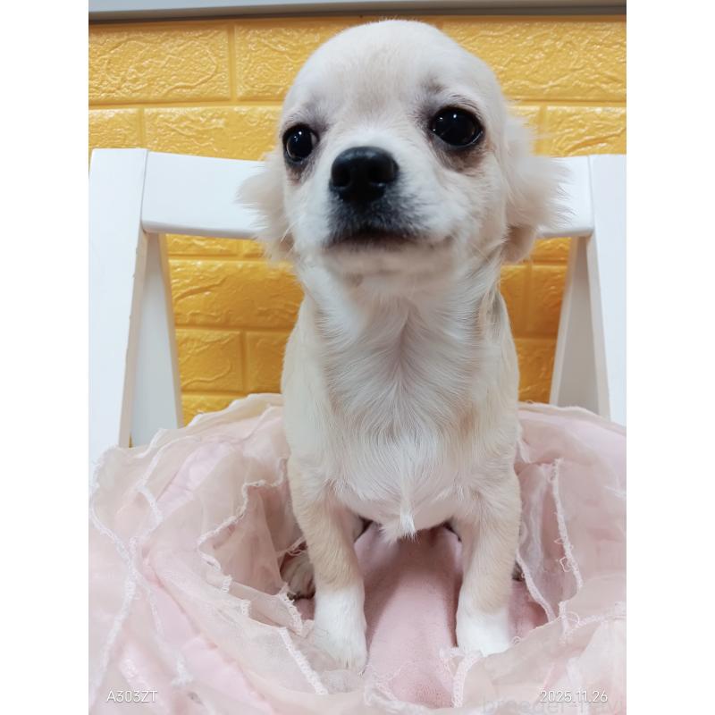 販売中の千葉県のチワワ(ロングコート)-417285の12枚目