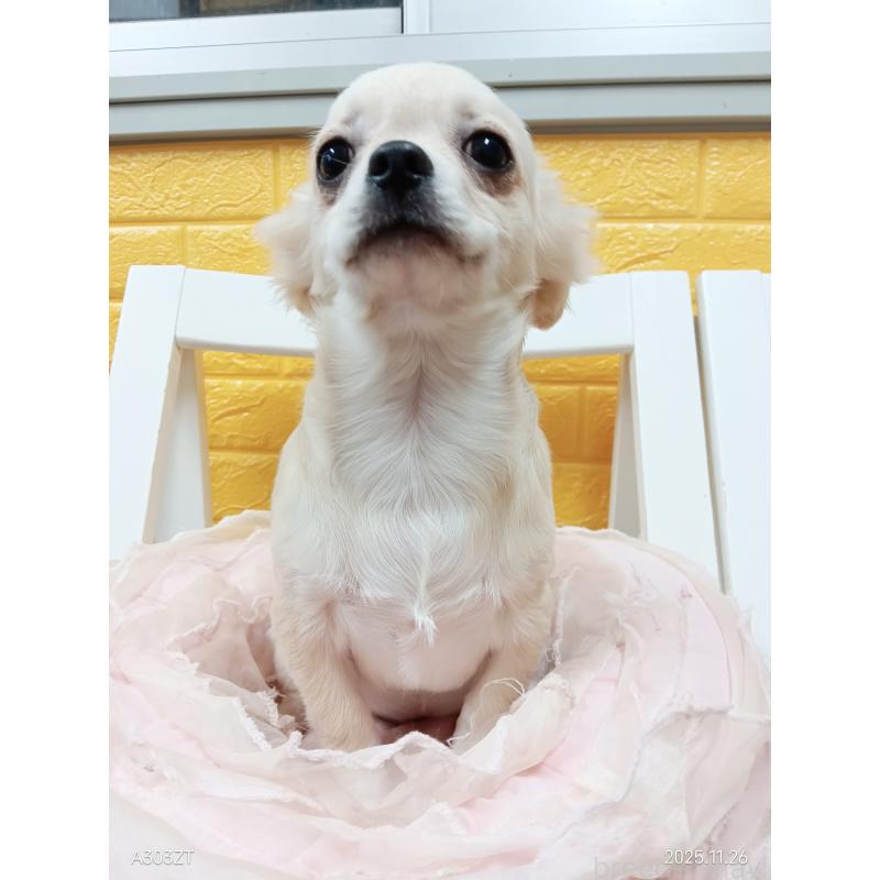 販売中の千葉県のチワワ(ロングコート)-417285の11枚目