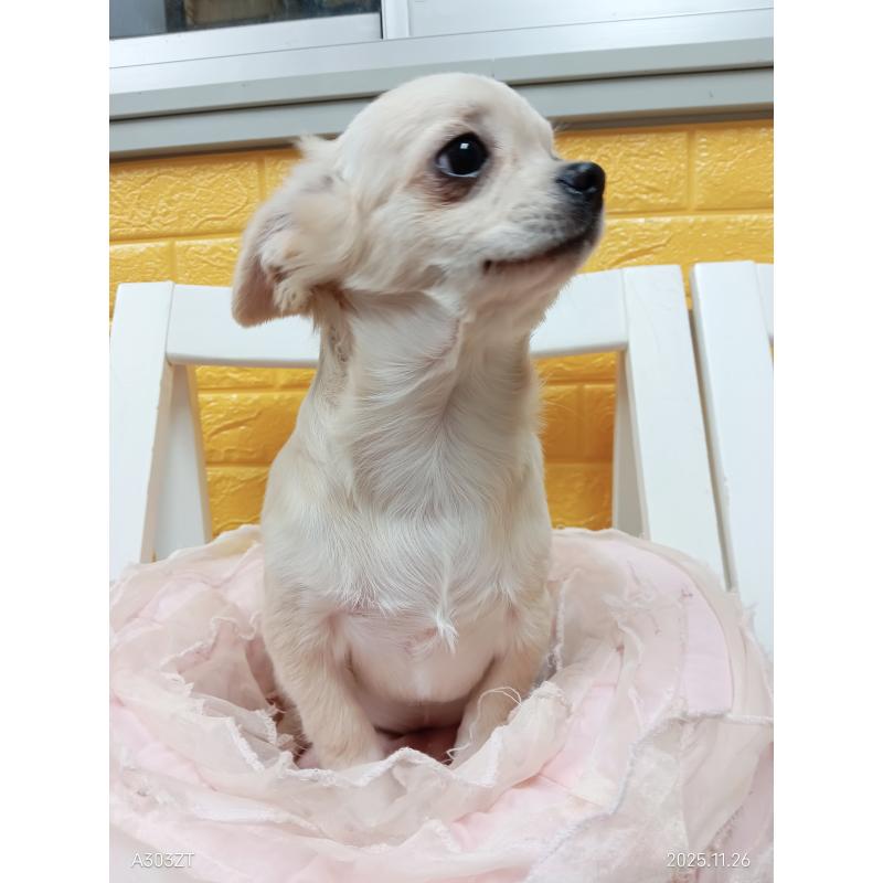 販売中の千葉県のチワワ(ロングコート)-417285の10枚目