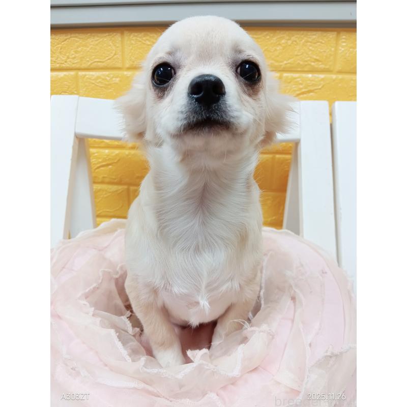 販売中の千葉県のチワワ(ロングコート)-417285の9枚目