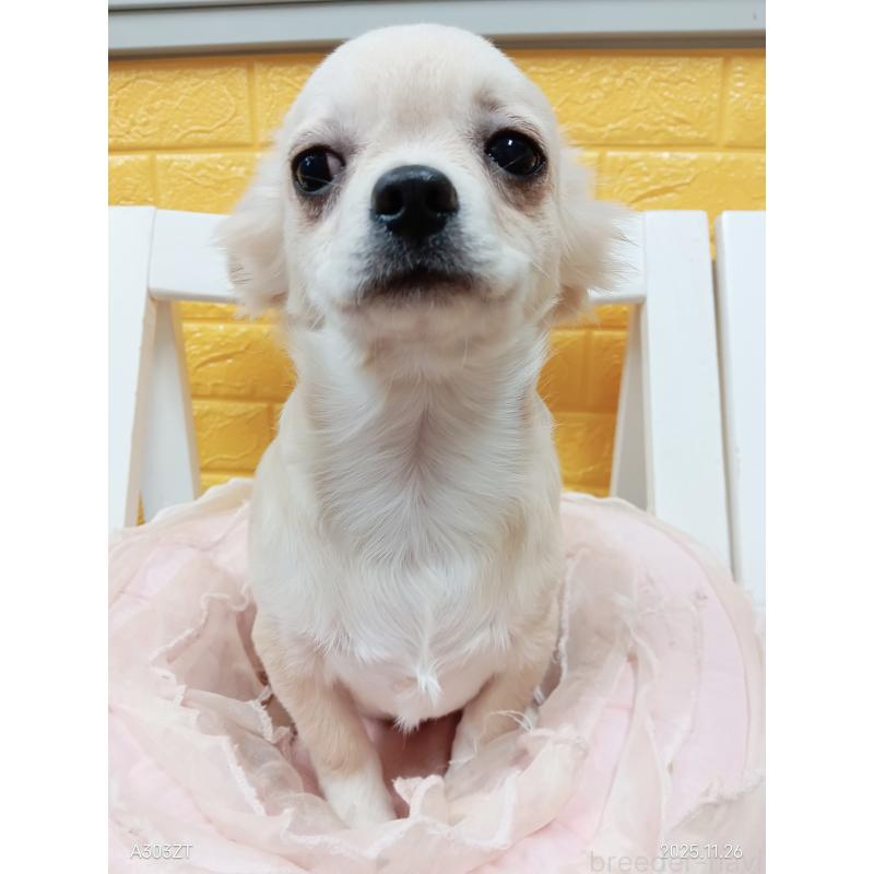 販売中の千葉県のチワワ(ロングコート)-417285の7枚目