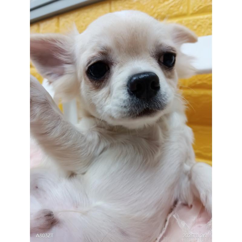 販売中の千葉県のチワワ(ロングコート)-417285の6枚目