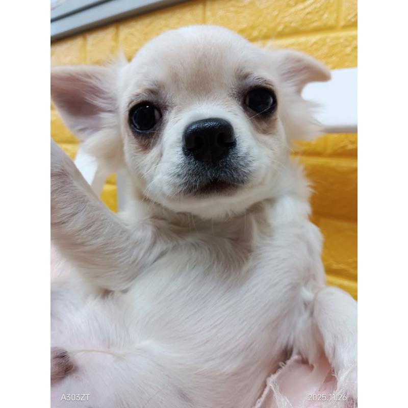 販売中の千葉県のチワワ(ロングコート)-417285の5枚目