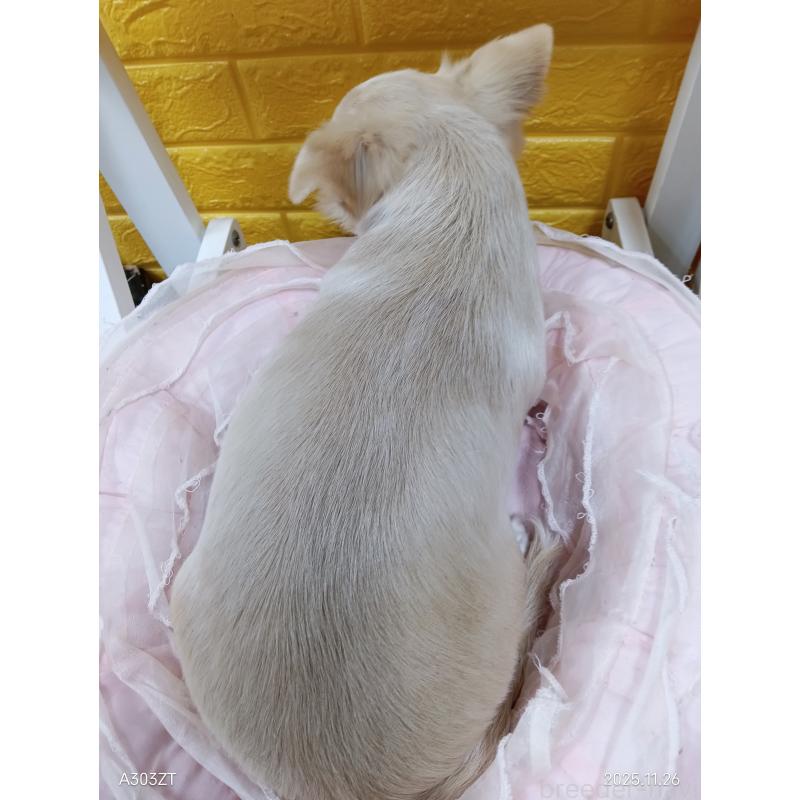 販売中の千葉県のチワワ(ロングコート)-417285の4枚目