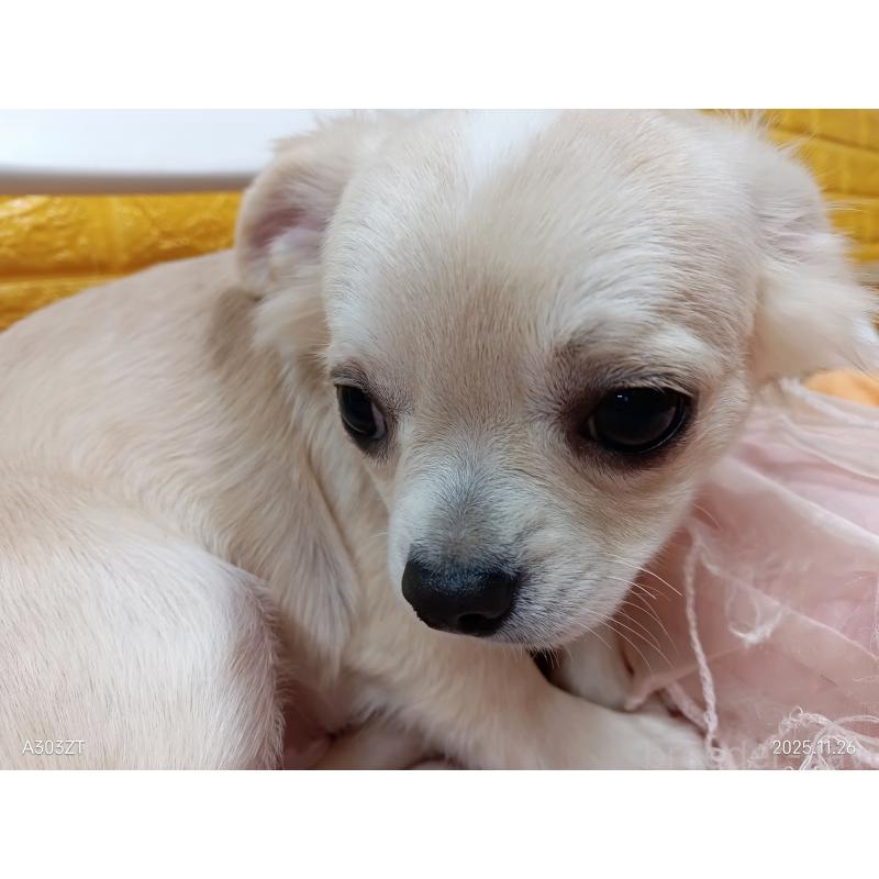 販売中の千葉県のチワワ(ロングコート)-417285の3枚目