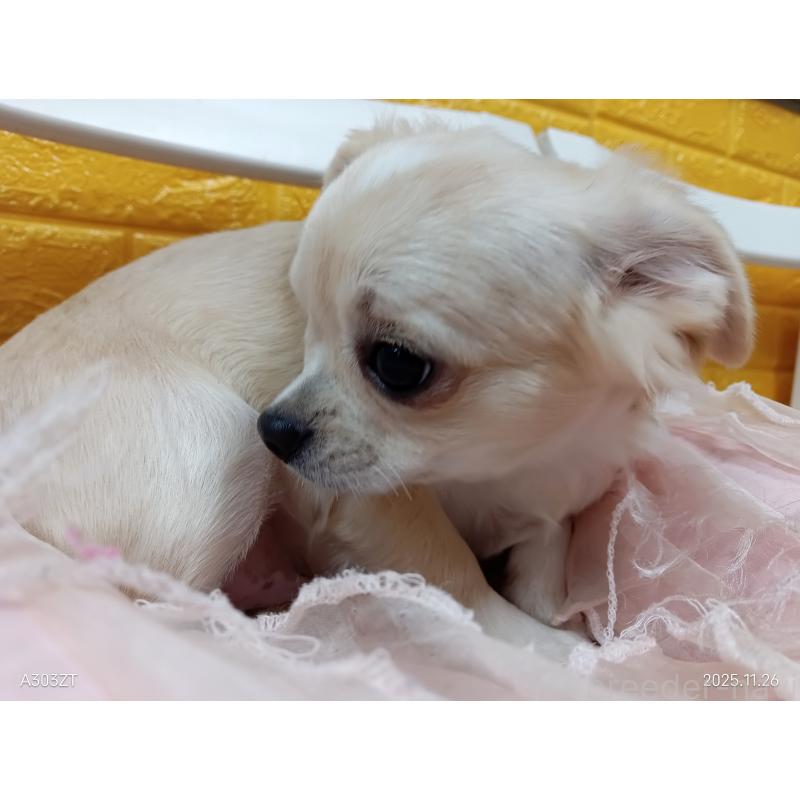 販売中の千葉県のチワワ(ロングコート)-417285の2枚目