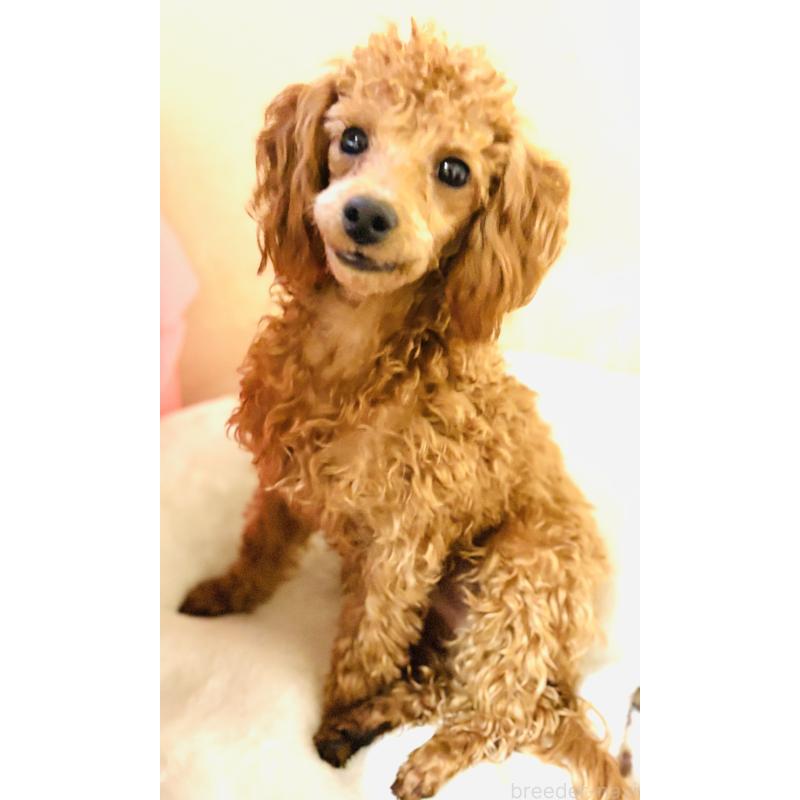 販売中の神奈川県のトイプードル-390477の2枚目