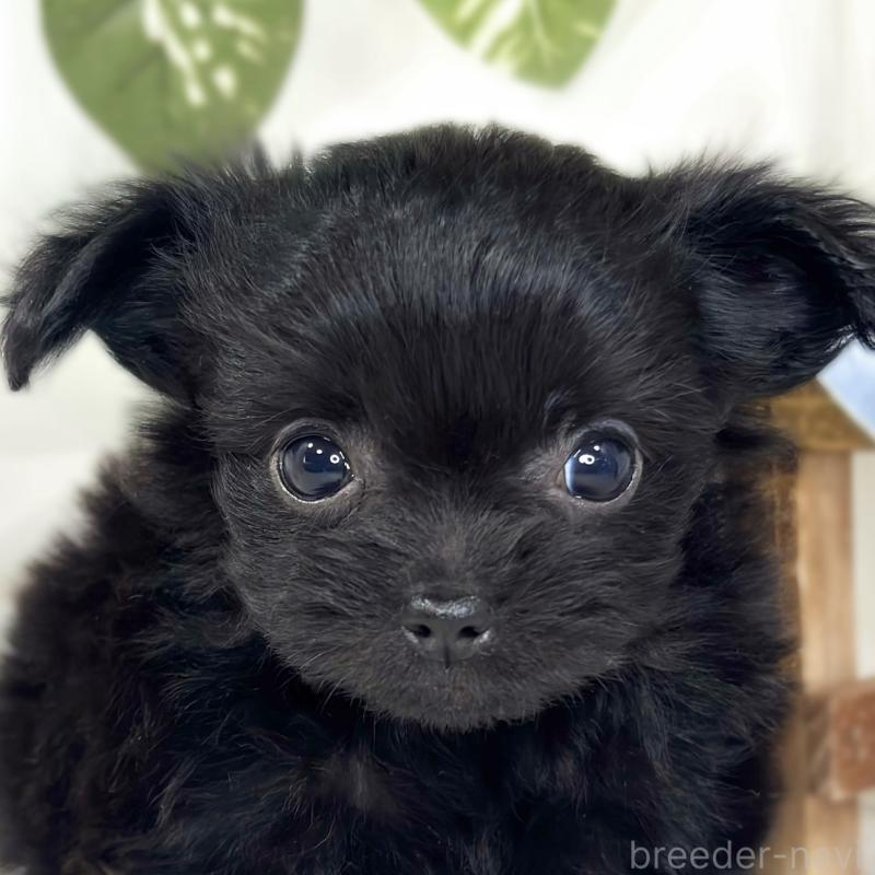 成約済の滋賀県のチワプー:チワワ×トイプードル-427793