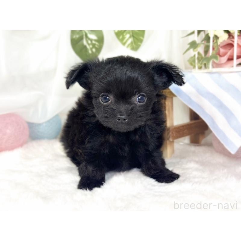 成約済の滋賀県のチワプー:チワワ×トイプードル-427793の4枚目