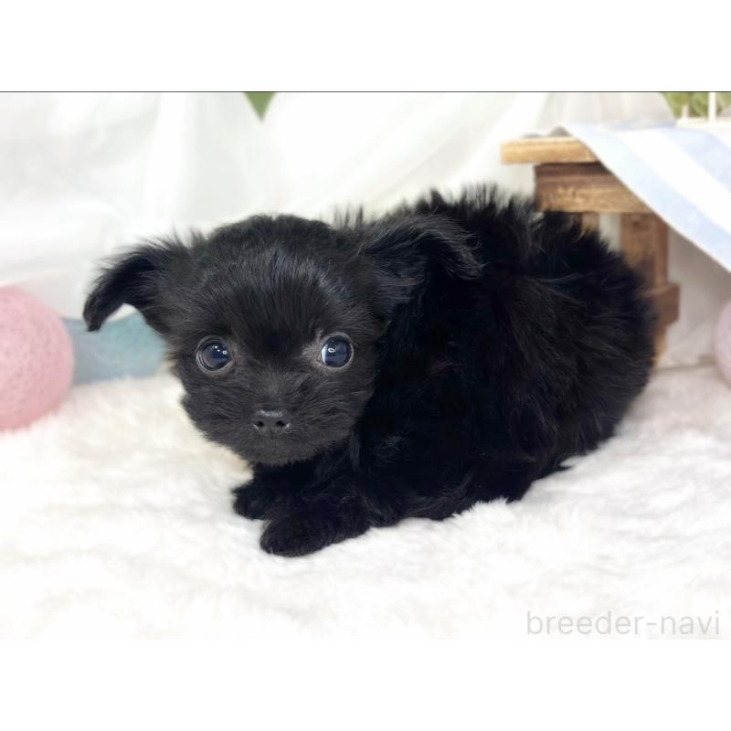 成約済の滋賀県のチワプー:チワワ×トイプードル-427793の3枚目