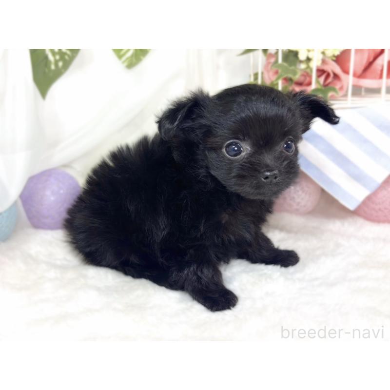 成約済の滋賀県のチワプー:チワワ×トイプードル-427793の2枚目