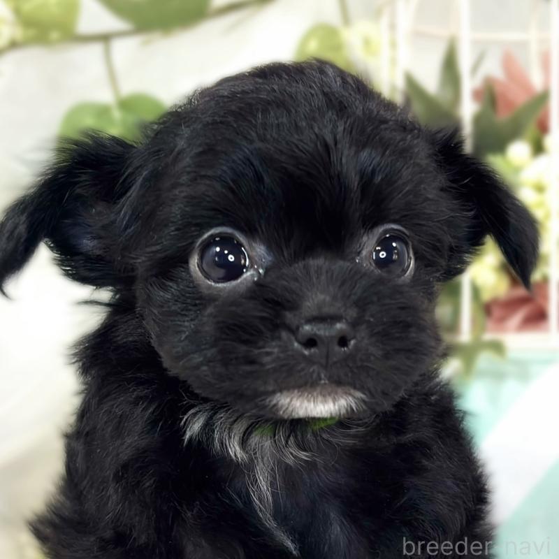 成約済の滋賀県のチワプー:チワワ×トイプードル-427795の1枚目