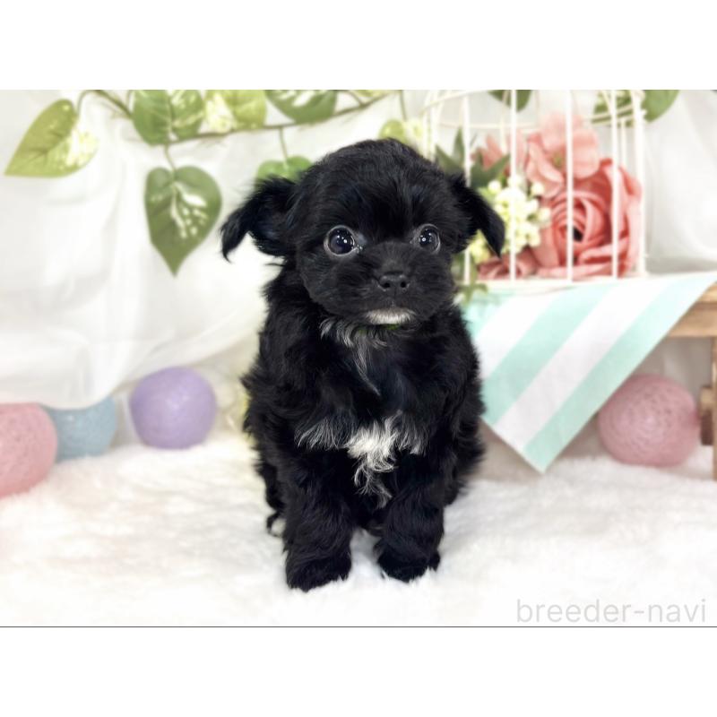 成約済の滋賀県のチワプー:チワワ×トイプードル-427795の2枚目