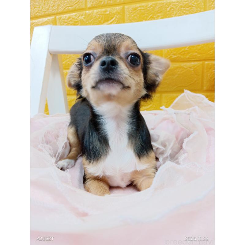 販売中の千葉県のチワワ(ロングコート)-419095の8枚目