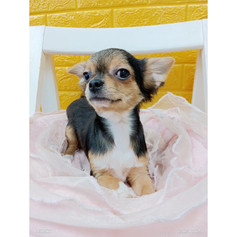 販売中の千葉県のチワワ(ロングコート)-419095の7枚目