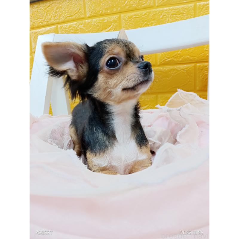 販売中の千葉県のチワワ(ロングコート)-419095の6枚目